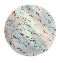 Photomicrograph of Vibrio cholerae bacteria.