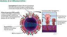 Figure 1. Anatomy of an influenza A virion