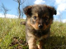 A puppy walks toward the camera