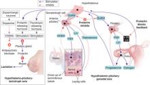 Hyperprolactinemia: Monitoring children on long-term risperidone ...