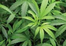 Adolescent marijuana use may not be as detrimental to mental health as previously believed.