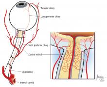 Vascular supply to the eye