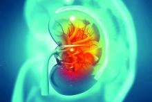 A 3D illustration of a human kidney cross section.