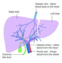 Two lobes of the liver showing blood supply