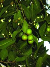 Macadamia tetraphylla