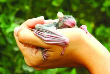 Baby Egyptian fruit bat (Rousettus aegyptiacus), known carrier species of deadly Marburg virus.