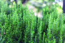 Rosemary plant