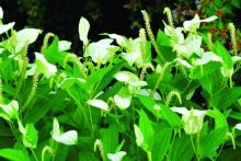 Saururus chinensis, commonly called Asian lizard’s tail