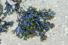 Seaweed