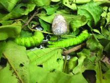 Tasar Silkworm with cocoon