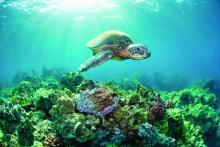 Green sea turtle, endangered species, swimming above fragile coral reef in Wailea, Maui, Hawaii