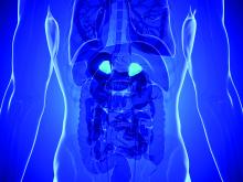 adrenal glands illustration