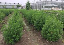 Artemisia annua plants, which yield the antimalarial artemisinin