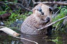 Beaver in river