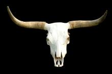 Cattle skull