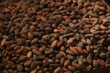 Roasted cocoa beans