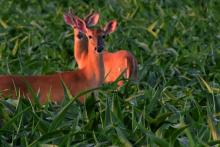 Two deer in a cornfield at sunset