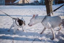 Two leashed dogs face each other