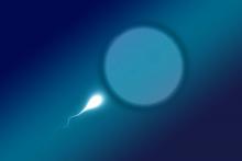 Illustration of human egg and sperm