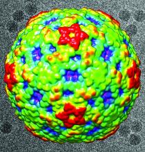 This color-coded image shows the surface view of enterovirus D68. Red regions are the highest peaks, and the lowest portions are blue. In the black-and-white background are actual electron microscopy images of the EV-D68 virus.