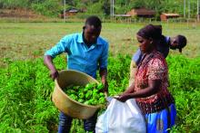 Man and woman harvesting peppers in Uganda