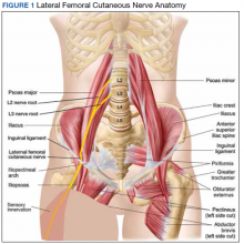 Lateral Femoral Cutaneous Nerve Anatomy