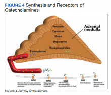 Synthesis and Receptors of Catecholamines