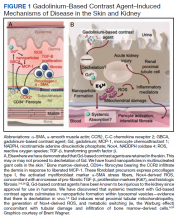 Gadolinium-Based Contrast Agent–Induced Mechanisms of Disease in the Skin and Kidney