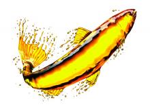 Fish oil - abstract
