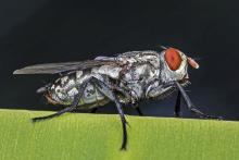 A flesh fly