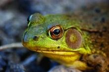 Closeup of a frog