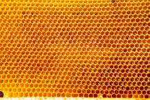 unfinished honey-making in honeycombs