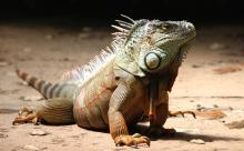 Iguana on the beach