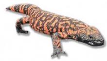 Gila Monster