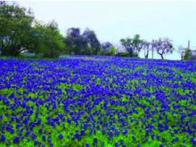 Bluebonnet