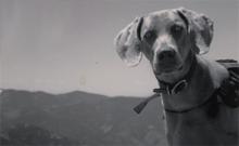 Hogan hiking the Rockies.