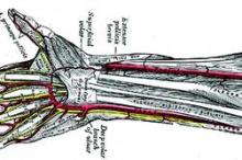 Radial artery