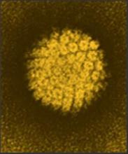 Shown is an electron micrograph of human papillomavirus.