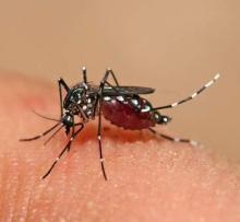 Aedes aegypti mosquito 