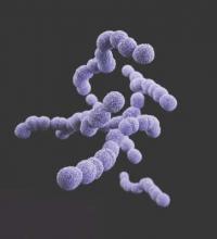 Group B streptococcus is a common cause of bacterial meningitis in newborns, according to the CDC.