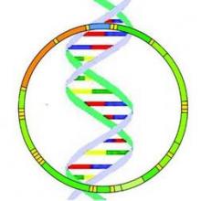 The possibility of mitochondrial DNA replacement has generated significant controversy.