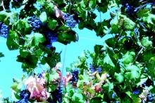 Vitis viniferam, grapes and grape vine, from which resveratol is derived.