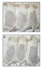 A. Only 1/8 tumor sites injected with the control cell line produced a tumor (2 mm). B. All (8/8) tumor sites injected with DKK3-transfected cells cells resulted in tumors (4-5 mm) after 5 weeks (3 of 4 mice are shown).