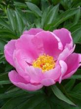 Shown is Chinese peony (Paeonia lactiflora), one of the seven herbal ingredients used together in the trial.