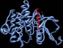 The crystal structure of the Abl kinase domain (blue) is shown in a complex with dasatinib (red).