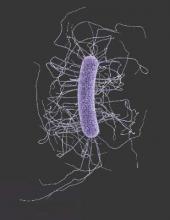 This illustration depicts the ultrastructural morphology exhibited by a single Gram-positive Clostridium difficile bacillus.