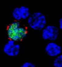 EBV-infected cell (green/red) among uninfected cells (blue) Image courtesy of Benjamin Chaigne-Delalande