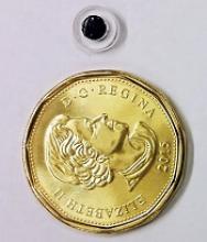 The magnetic implant and a Canadian $1 coin Photo courtesy of UBC