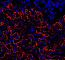 Staining of trabecular bone in mouse femur. Red shows abundance of osteopontin. Nuclei are in blue. Image by Mehmet Sacma, University of Ulm