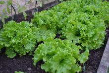 several heads of lettuce in a garden